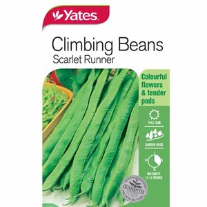 Flowers: Yates Vegetable Seed Beans Scarlet Runner Climbing