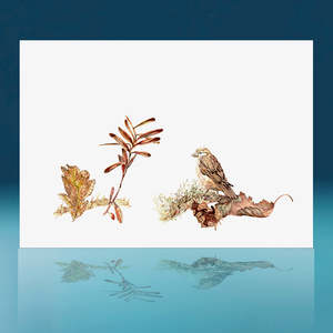 Autumn Sparrow Art Print