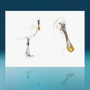 Spoonbill Art Print