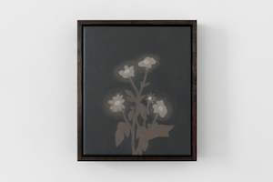 Rosa’s Tithonia II