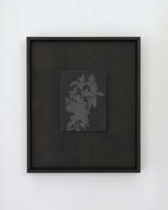 Small Graphite Dahlia