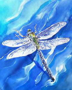 Anything: Dragonflies  Art Panel - Outdoor Wall Art Squarish