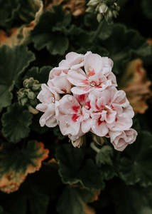 Homewares: Restore Body Wash / Harakeke & Blood Orange