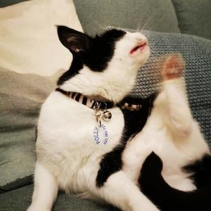 BadDog ID Tags: Oval BadDog (or cat) Tag