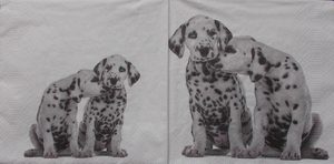 Animals: An592