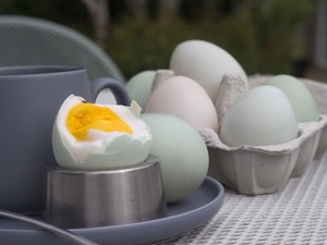 Products: Duck Eggs - Kerikeri Organic