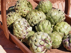 Artichokes - Globe - Kerikeri Organic