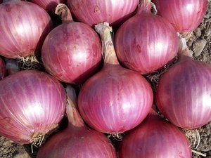 Onions - Red - Kerikeri Organic
