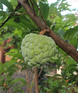Products: Cherimoya - Kerikeri Organic
