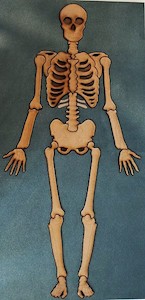 Human Skeleton - Kidz Jigz