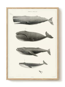 Clearance: Art Print - A2 - World's Whales
