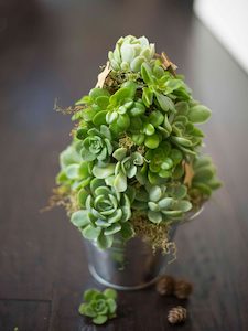 Christmas: Christmas Succulent Tree