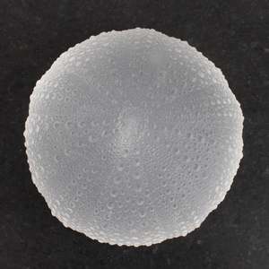 Artist Rebecca Heap: Really Big Kina - Clear