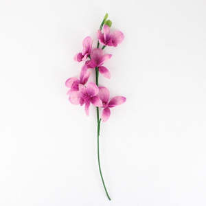 Hollie Ryan: Phalaenopsis