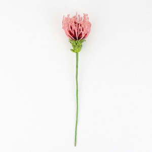 Pink Leucospermum