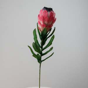 Hollie Ryan: Protea Neriifolia