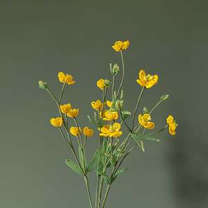 Hollie Ryan: Buttercup