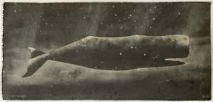 Art: Small Heavy Whale