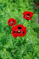 Products: Poppy Ladybird