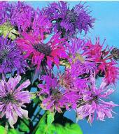 Products: Monarda Panorama mixed