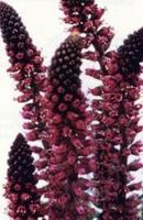 Products: Lysimachia beaujolais