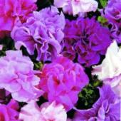 Products: Petunia grandiflora mix