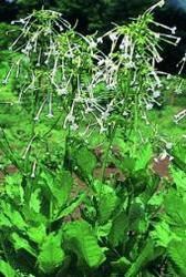 Products: Nicotiana sylvestris
