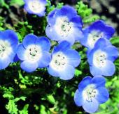 Products: Nemophila baby blue eyes