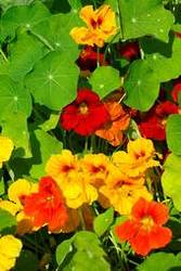 Products: Nasturtium top flowering mixed