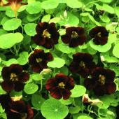 Products: Nasturtium top flowering black velvet