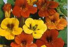 Products: Nasturtium tall trailing mixed