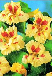 Products: Nasturtium peach melba