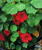 Products: Nasturtium empress of india