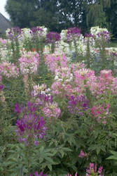 Products: Cleome mixed