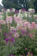 Cleome mixed