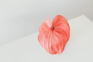 Products: Gift Card Kit The Journey - Hawke's Bay