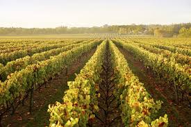 Winery Tour & Muriwai Beach – 1 Day Tour