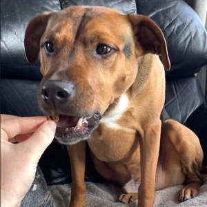 Healthy Treat Bargains