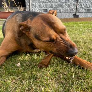 Healthy Chew Bargains