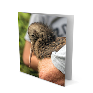 Products: Individual Kiwi Coast Cards