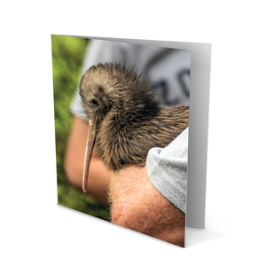 Products: Individual Kiwi Coast Cards