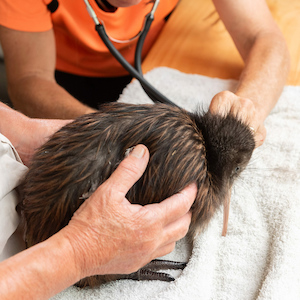 Kiwi Rehab Centre Supporter