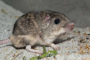 Products: 55cm Rat found in home