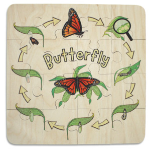 Native Wildlife: Butterfly Life Cycle puzzle