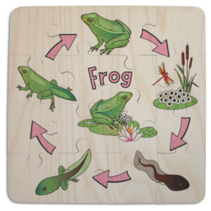 Native Wildlife: Frog Life Cycle puzzle