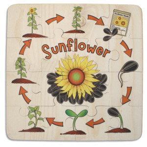 Sunflower Life Cycle puzzle