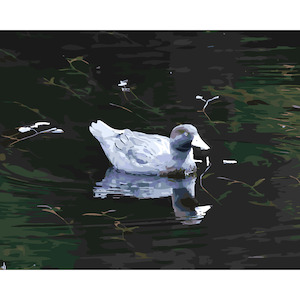 New Zealand Native Birds: Blue Duck