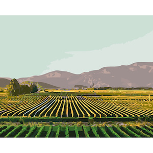 New Zealand Landscapes: Marlborough Vineyards