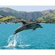 Common Dolphin *NEW*