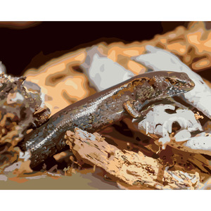 Frontpage: Ornate Skink *NEW*